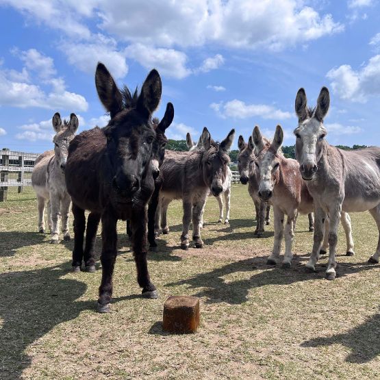 credit_isle_of_wight_donkey_sanctuary