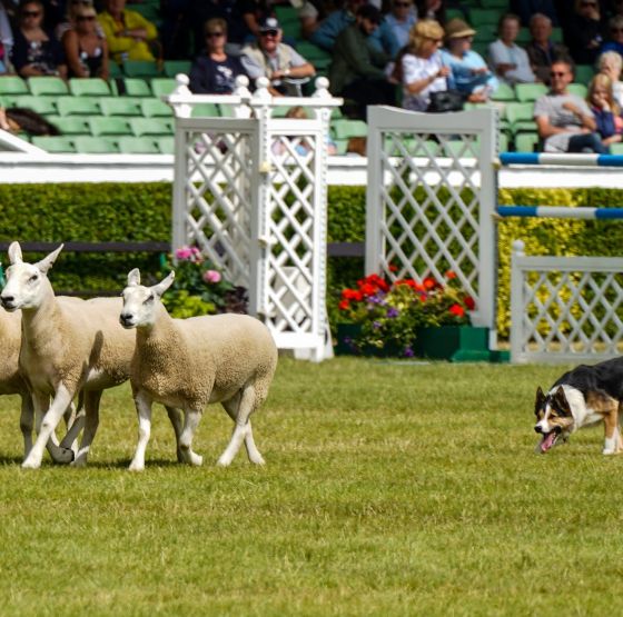 Great Yorkshire Show